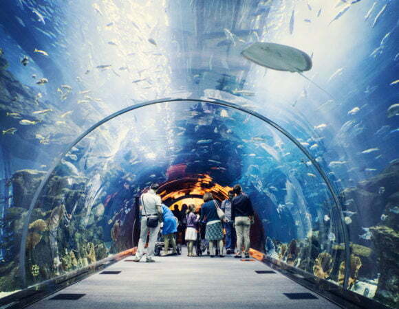 Dubai Mall Aquarium - Researcher Ticket