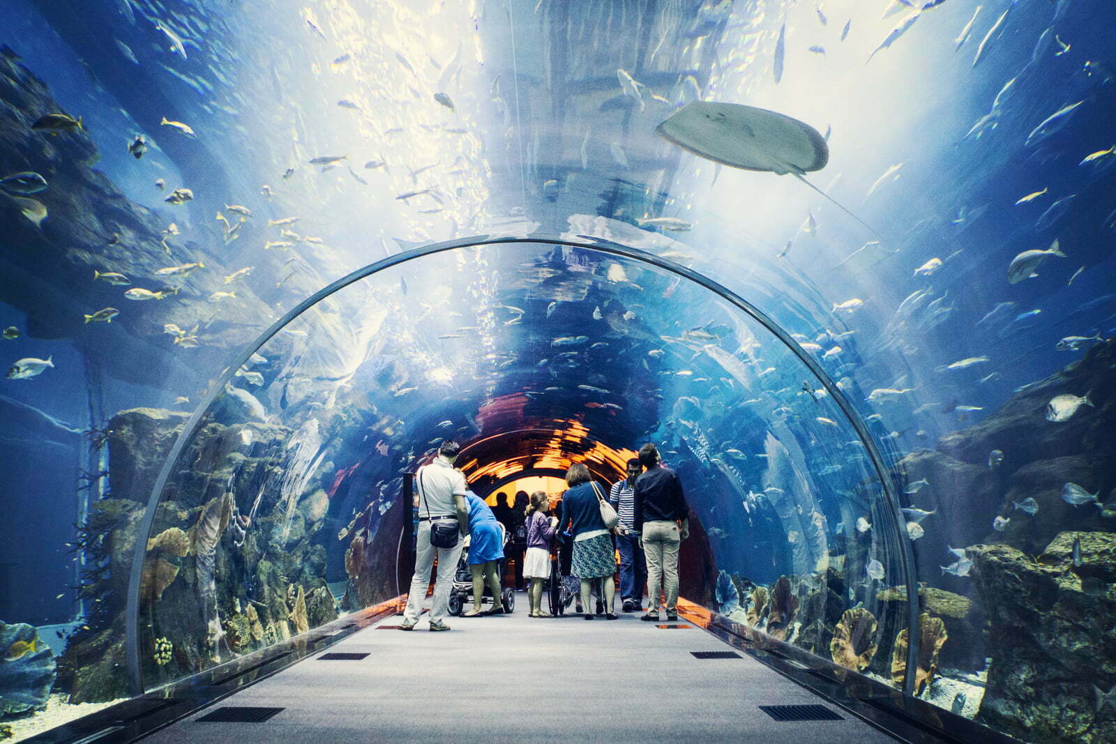 Dubai Mall Aquarium - Researcher Ticket