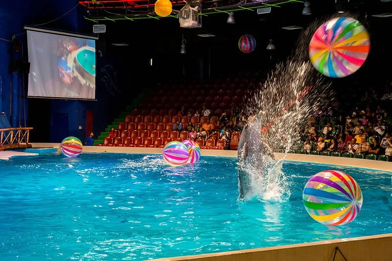 Enjoy dolphin shows and interactive experiences at Dubai Dolphinarium in Creek Park.