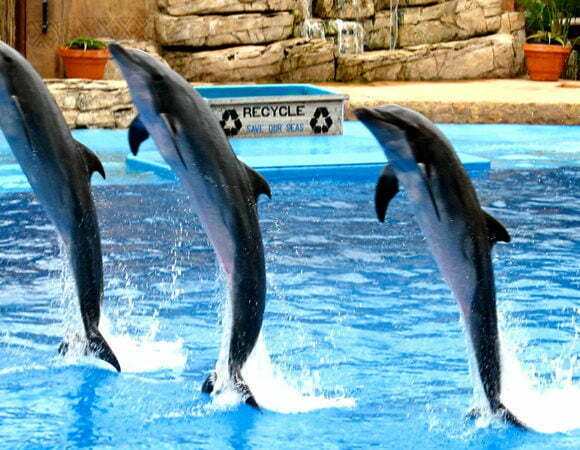 Dubai Dolphinarium Dolphin Show VIP ticket