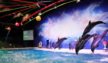 live dolphin and seal shows, where you can watch these amazing creatures perform tricks and interact with trainers
