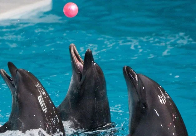 Enjoy dolphin shows and interactive experiences at Dubai Dolphinarium in Creek Park