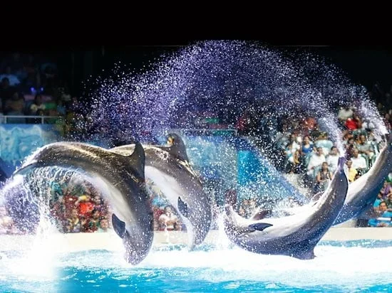 live dolphin and seal shows, where you can watch these amazing creatures perform tricks and interact with trainers